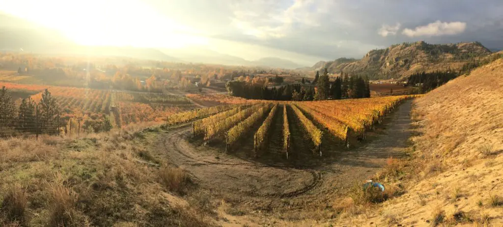 Spadefoot Toad Vineyard